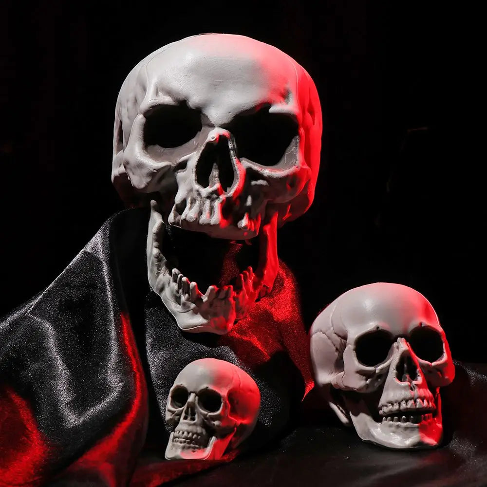 Realistic Skull Head Halloween Prop – Multi-Size