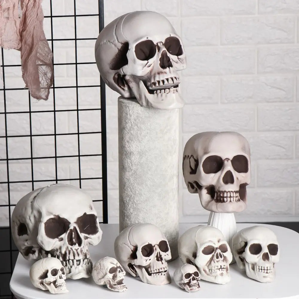 Realistic Skull Head Halloween Prop – Multi-Size