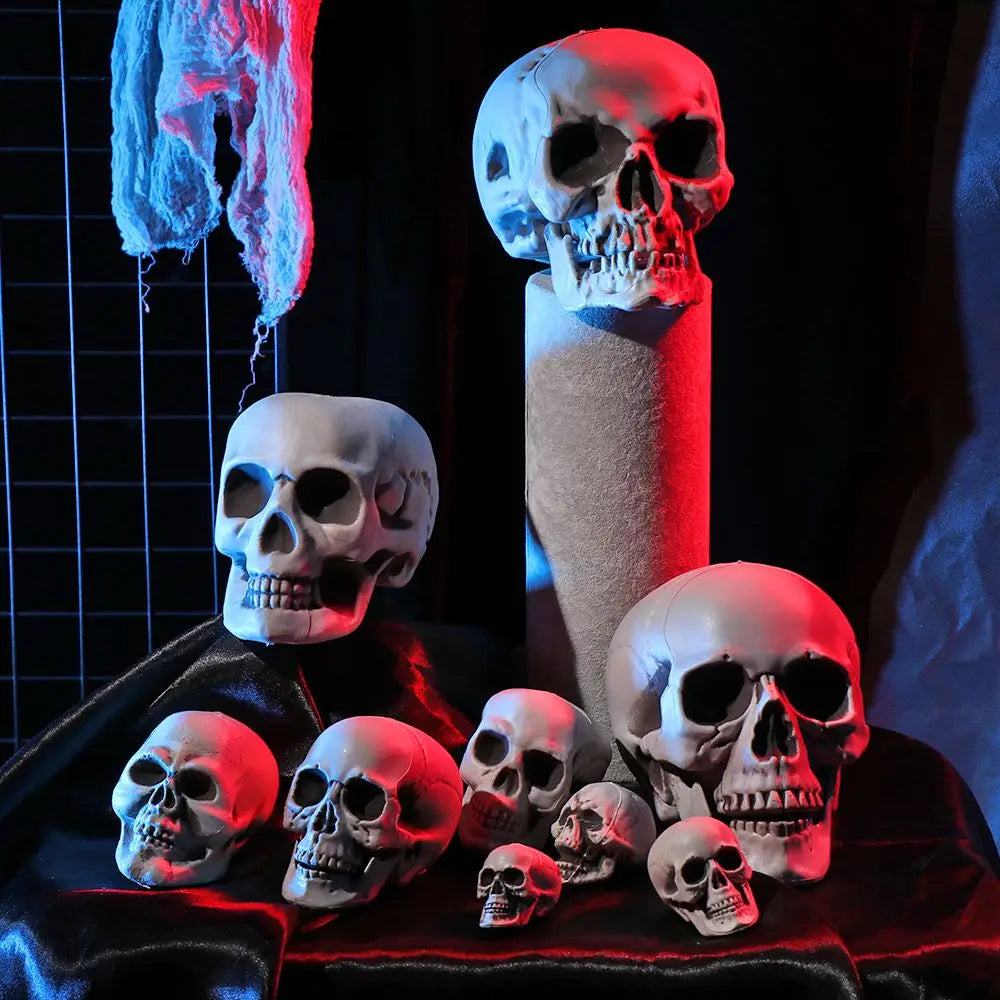 Realistic Skull Head Halloween Prop – Multi-Size