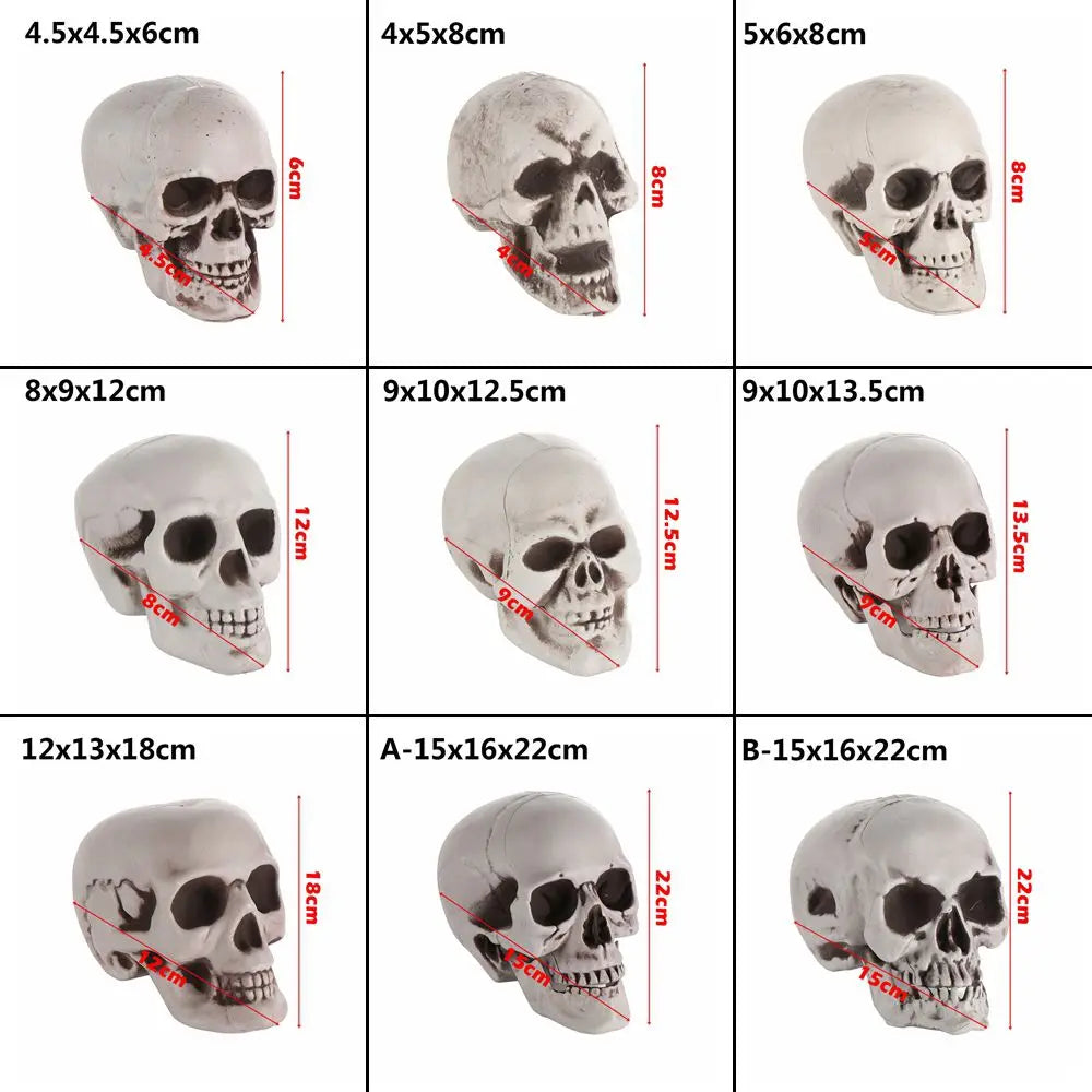 Realistic Skull Head Halloween Prop – Multi-Size