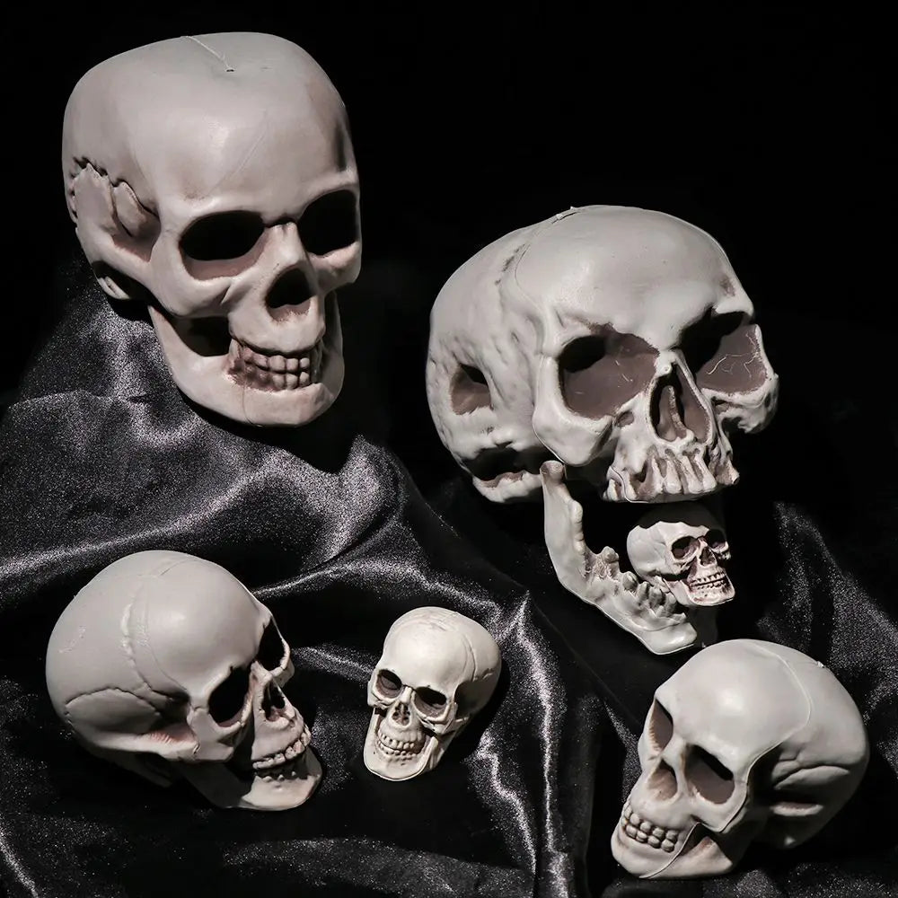 Realistic Skull Head Halloween Prop – Multi-Size